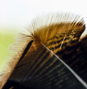 turkey feather